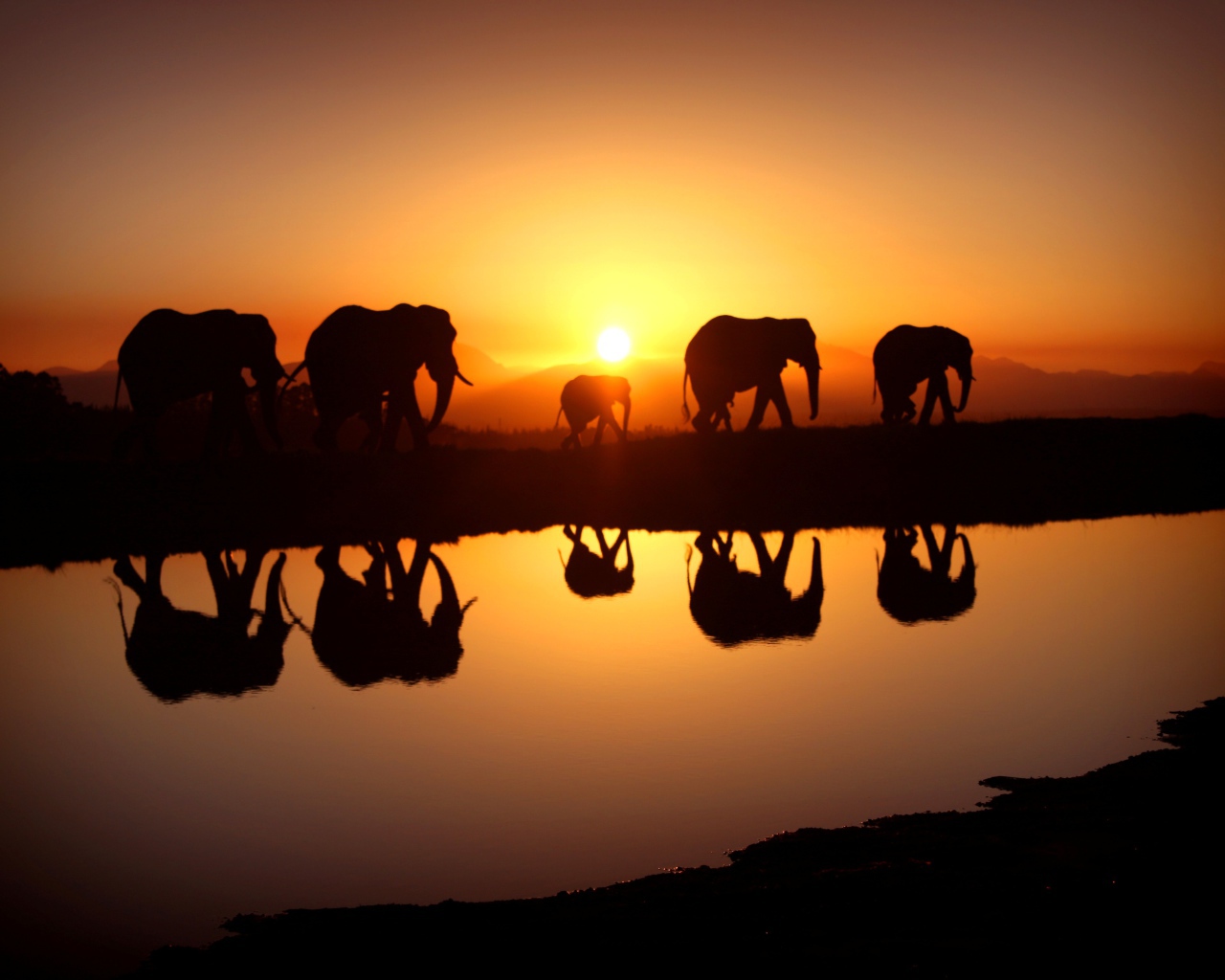 Стадо слонов отражается в воде на закате солнца