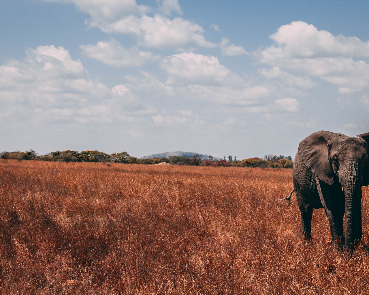 Большой слон идет по сухой траве под голубым небом