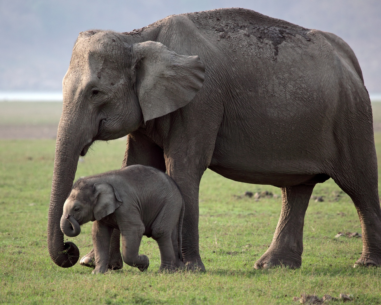 Большая слониха с детенышем