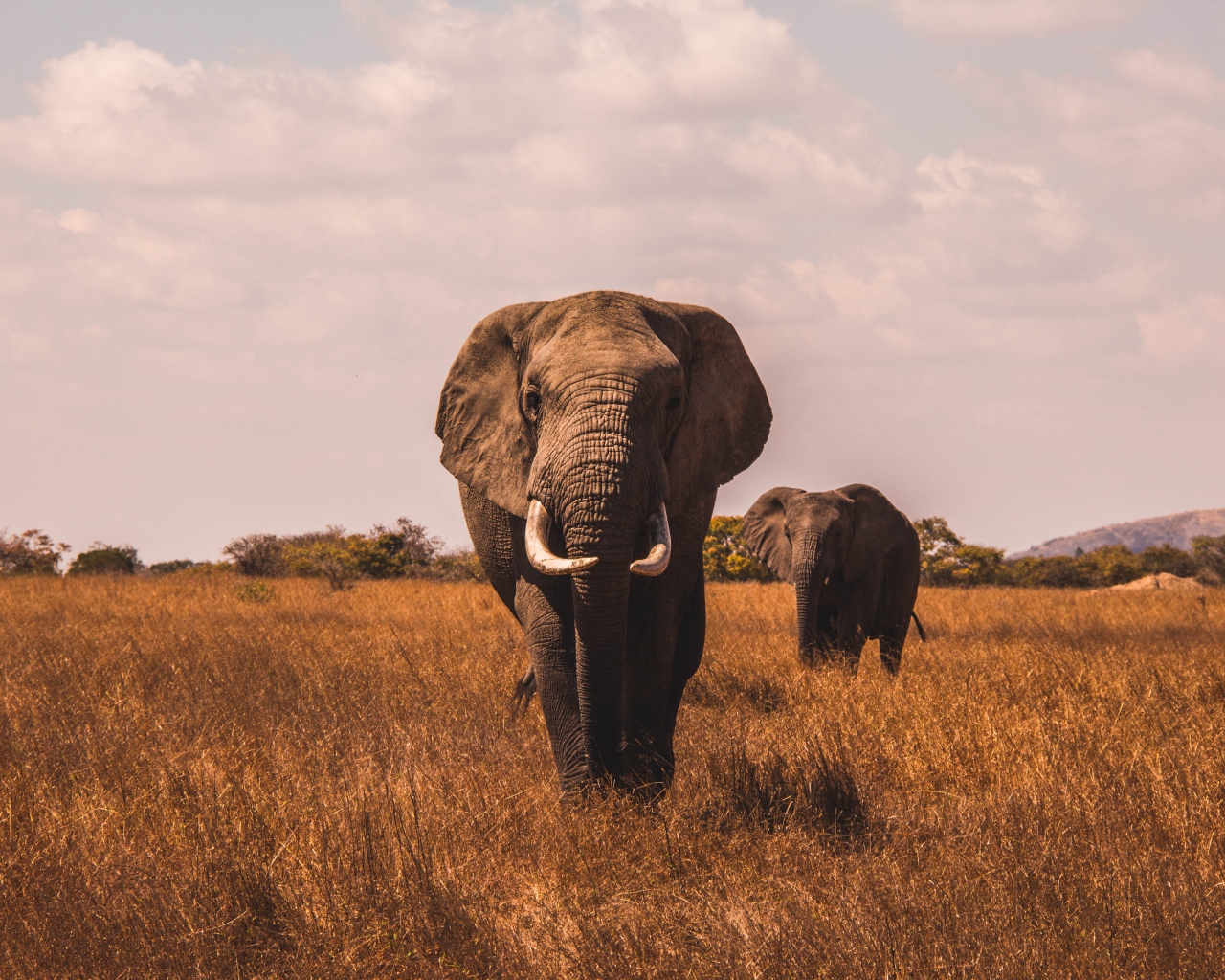 Большие слоны идут по сухой траве