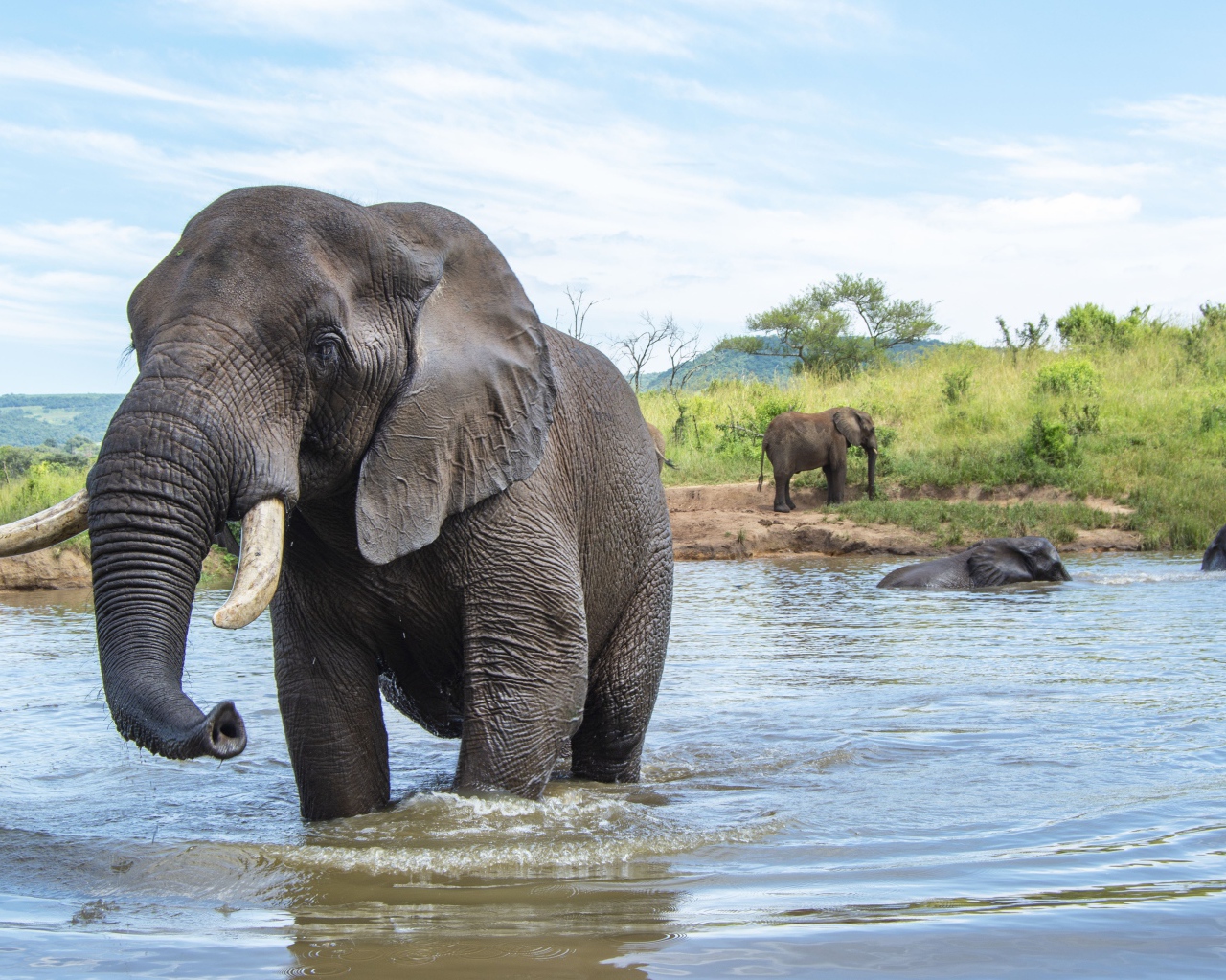 Большие слоны купаются в воде летом 