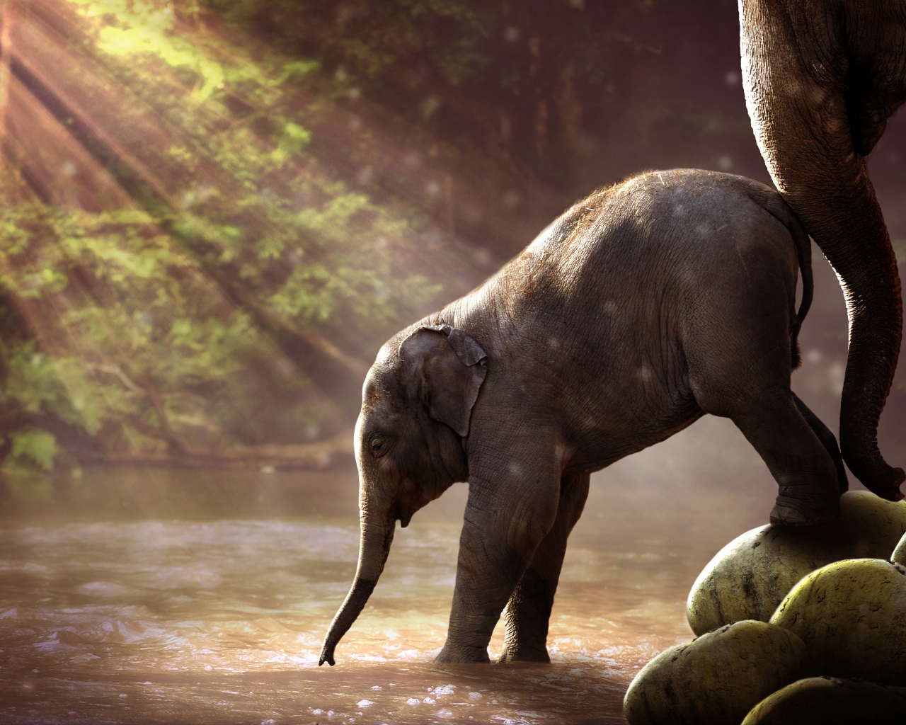 Маленький слоненок заходит в воду