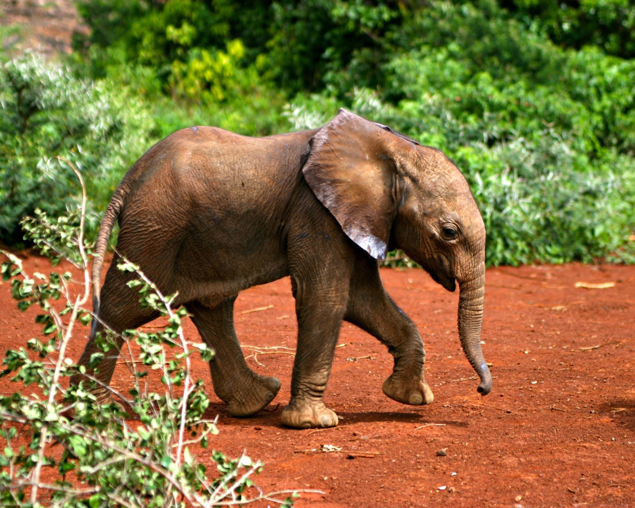 Маленький забавный слоненок 