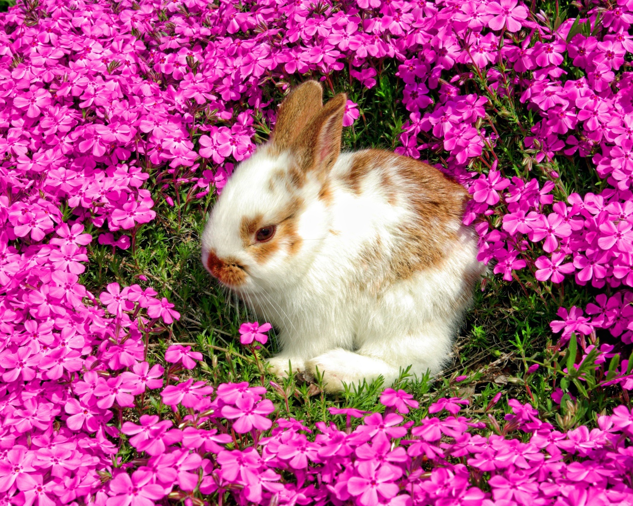 Декоративный кролик сидит в красивых розовых цветах