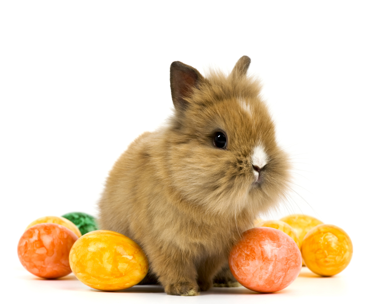 Декоративный кролик с крашеными яйцами на белом фоне