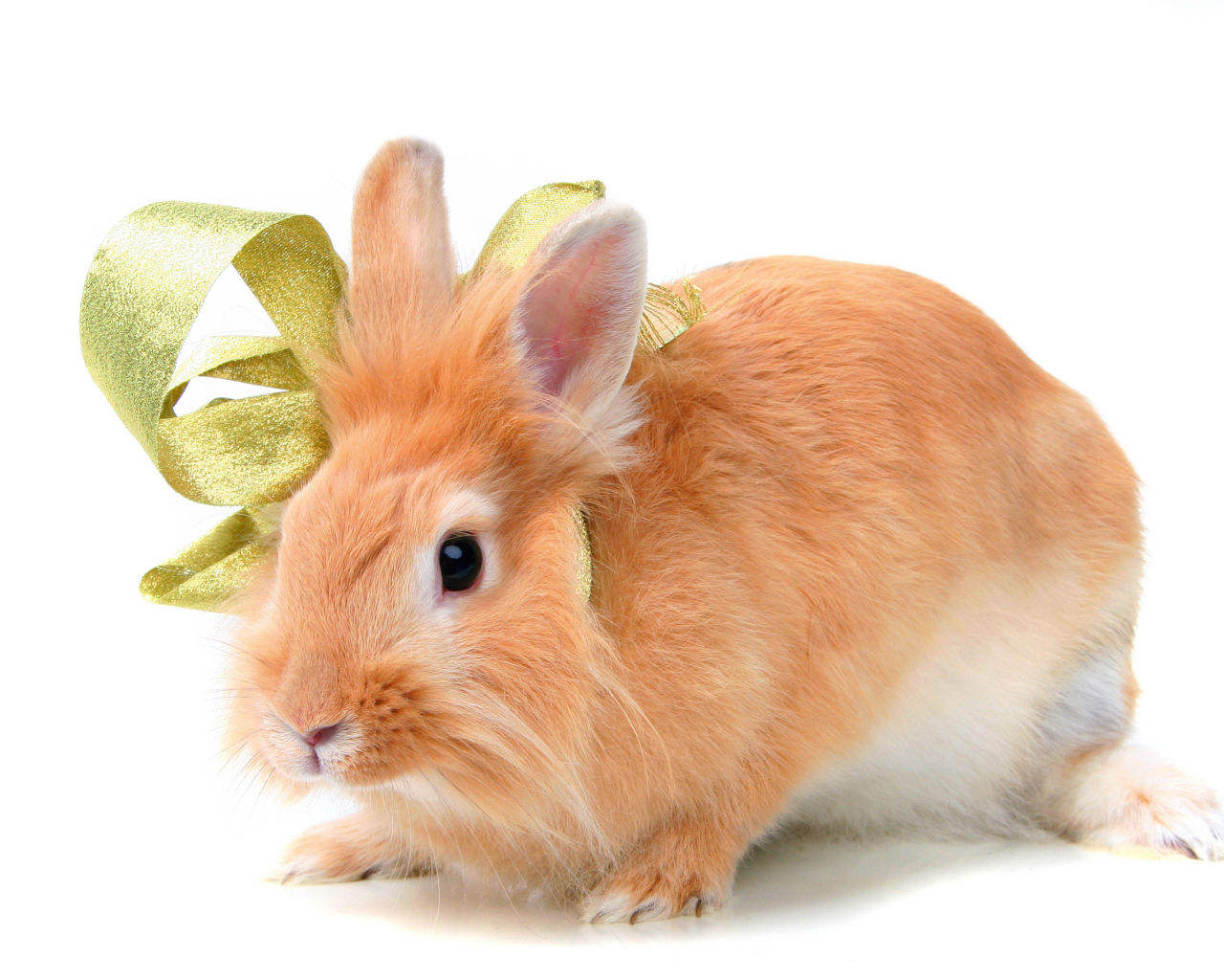 Red fluffy decorative rabbit in a bow on a white background