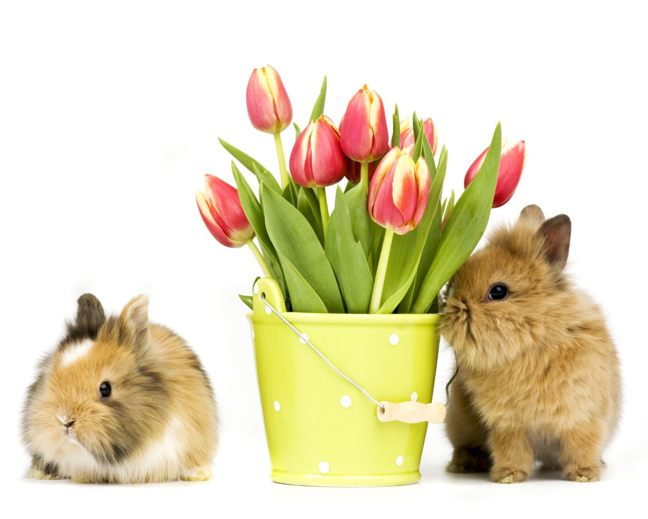 Два пушистых декоративных кролика с букетом тюльпанов на белом фоне