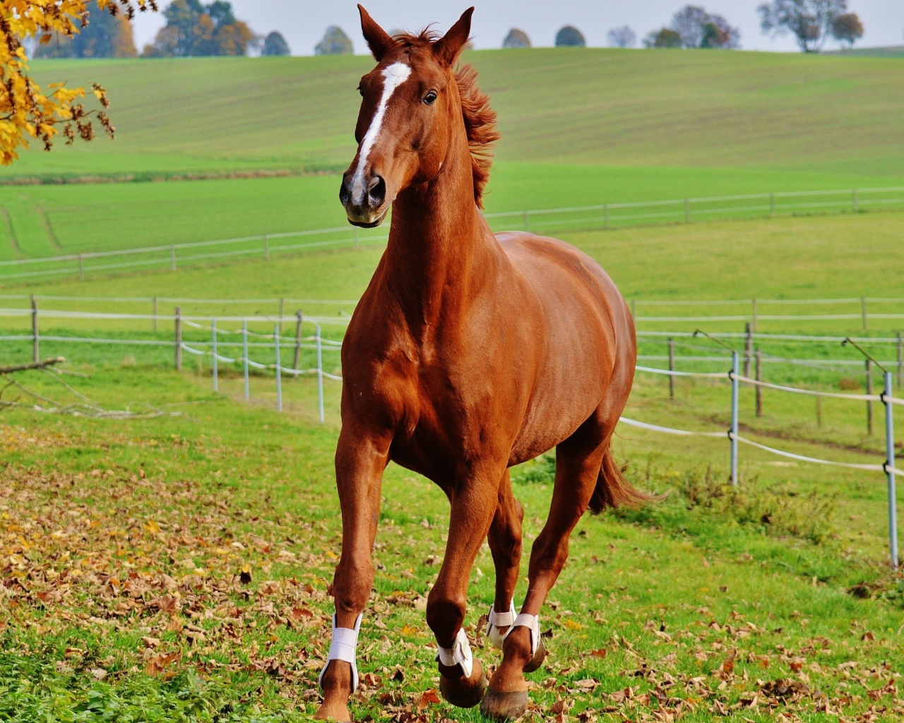 Коричневая лошадь скачет по зеленой траве на ферме