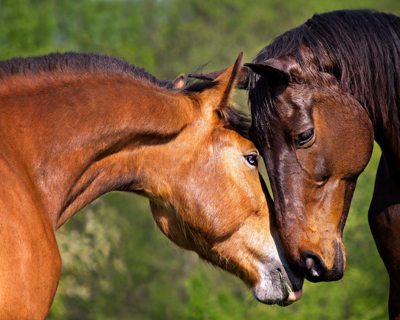 Влюбленная пара коричневых лошадей