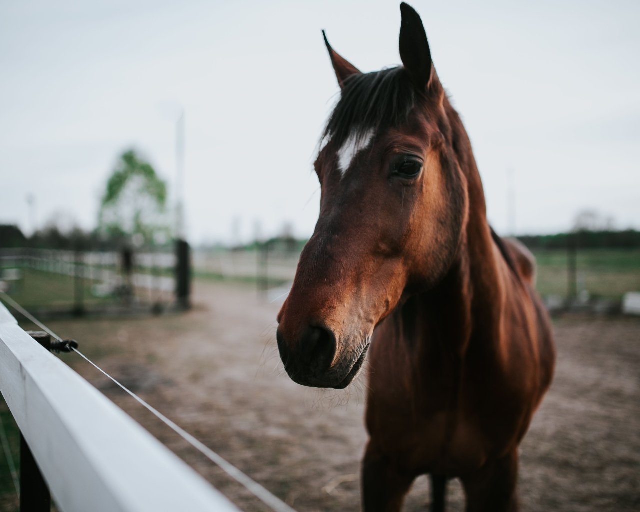 Красивый коричневый конь на ферме крупным планом