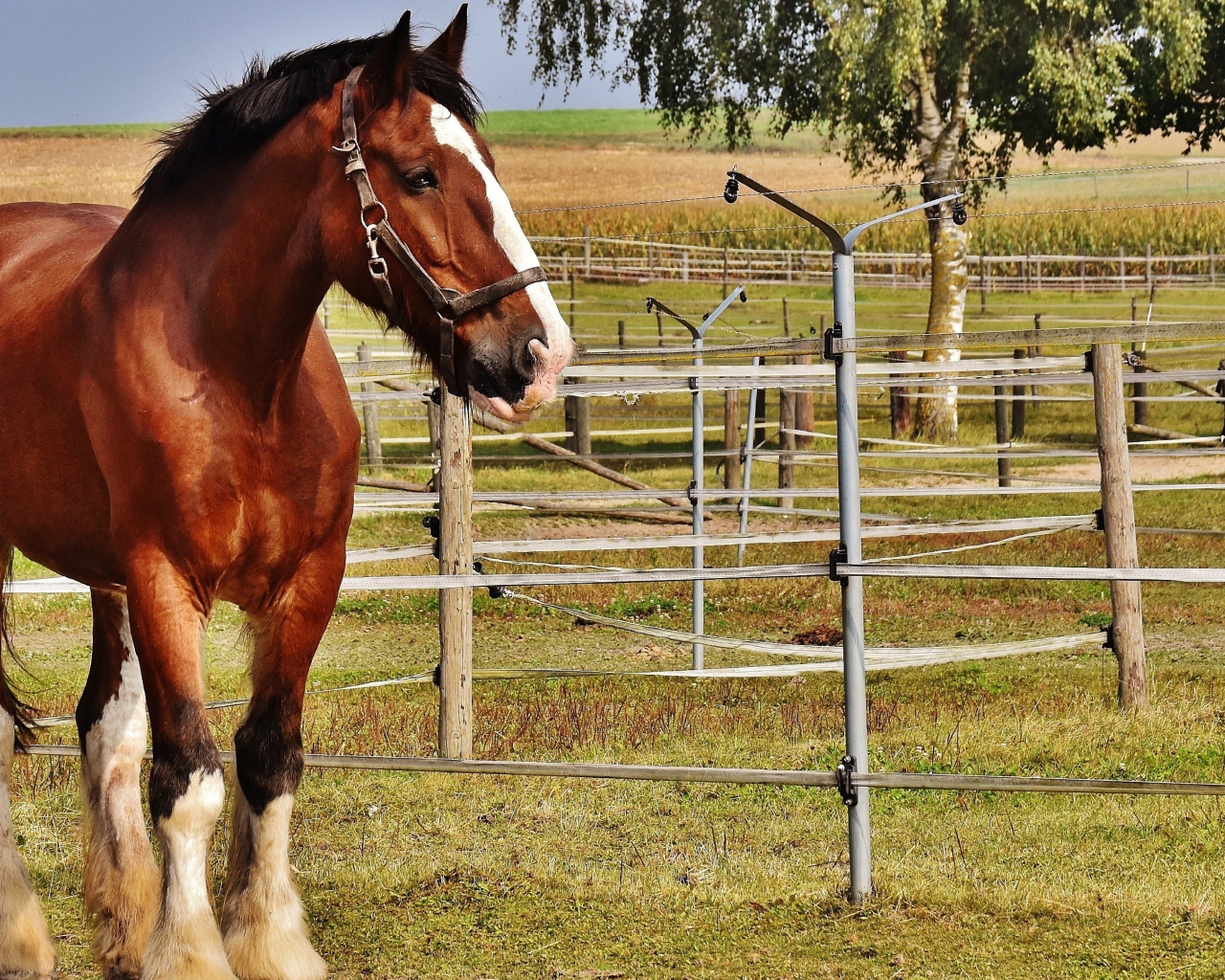 Красивый коричневый конь на ферме