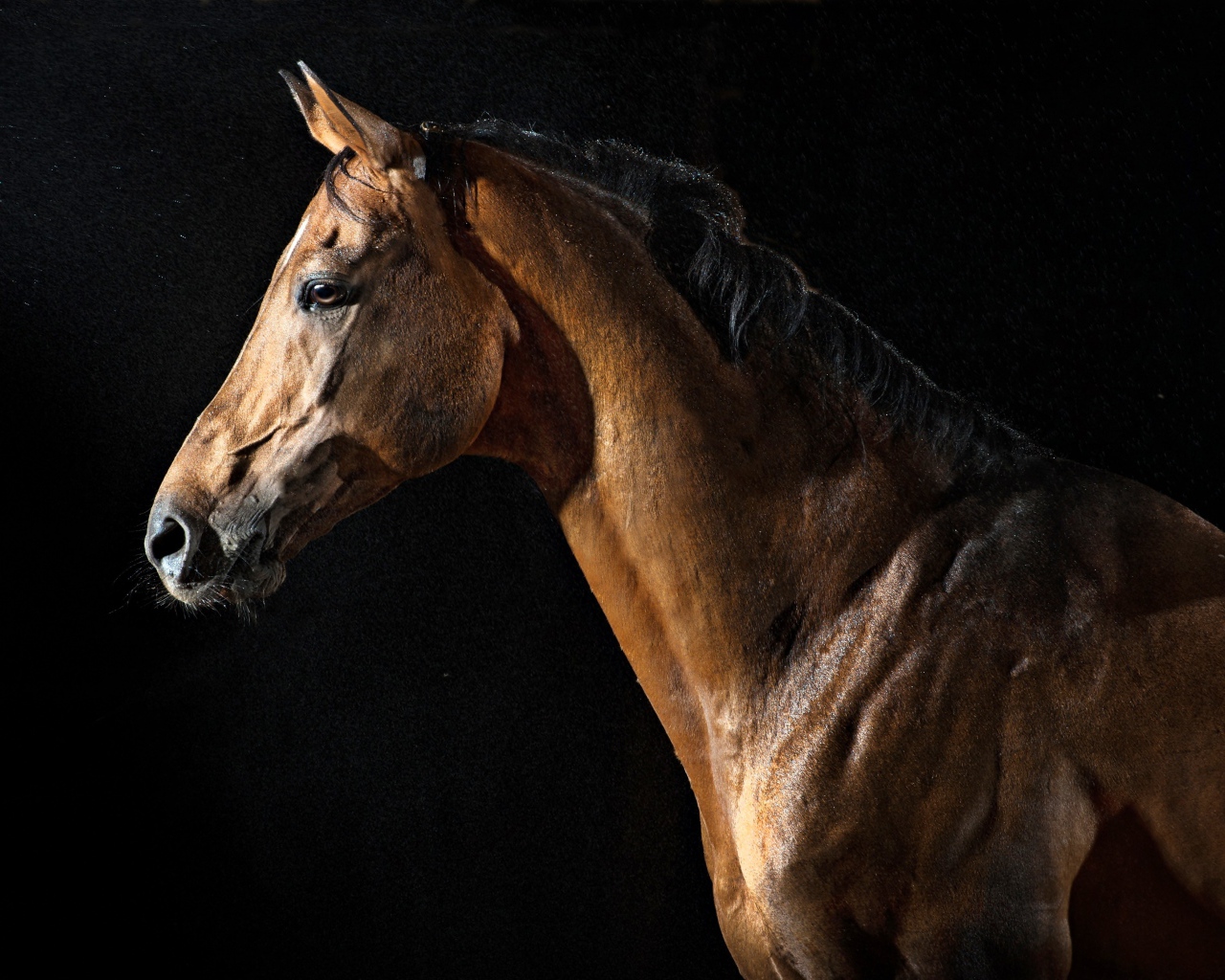 Большой коричневый конь на черном фоне