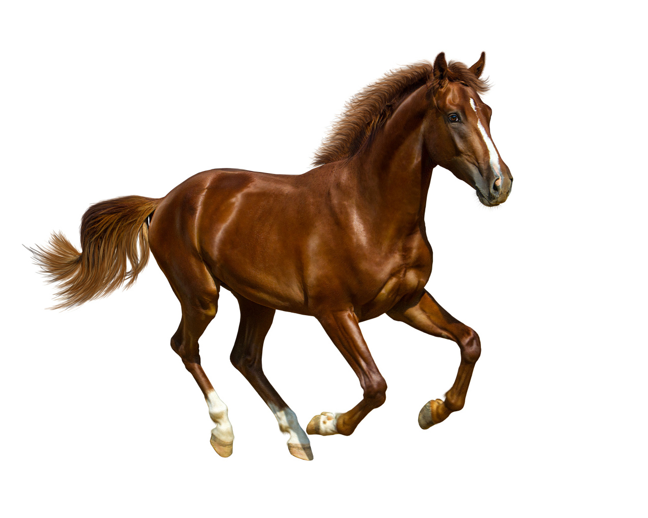 Brown handsome horse on white background