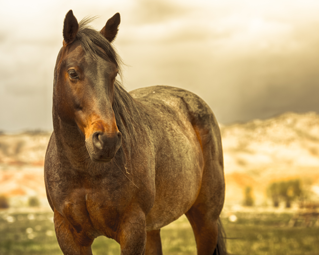 Коричневая лошадь в лучах солнца на ферме