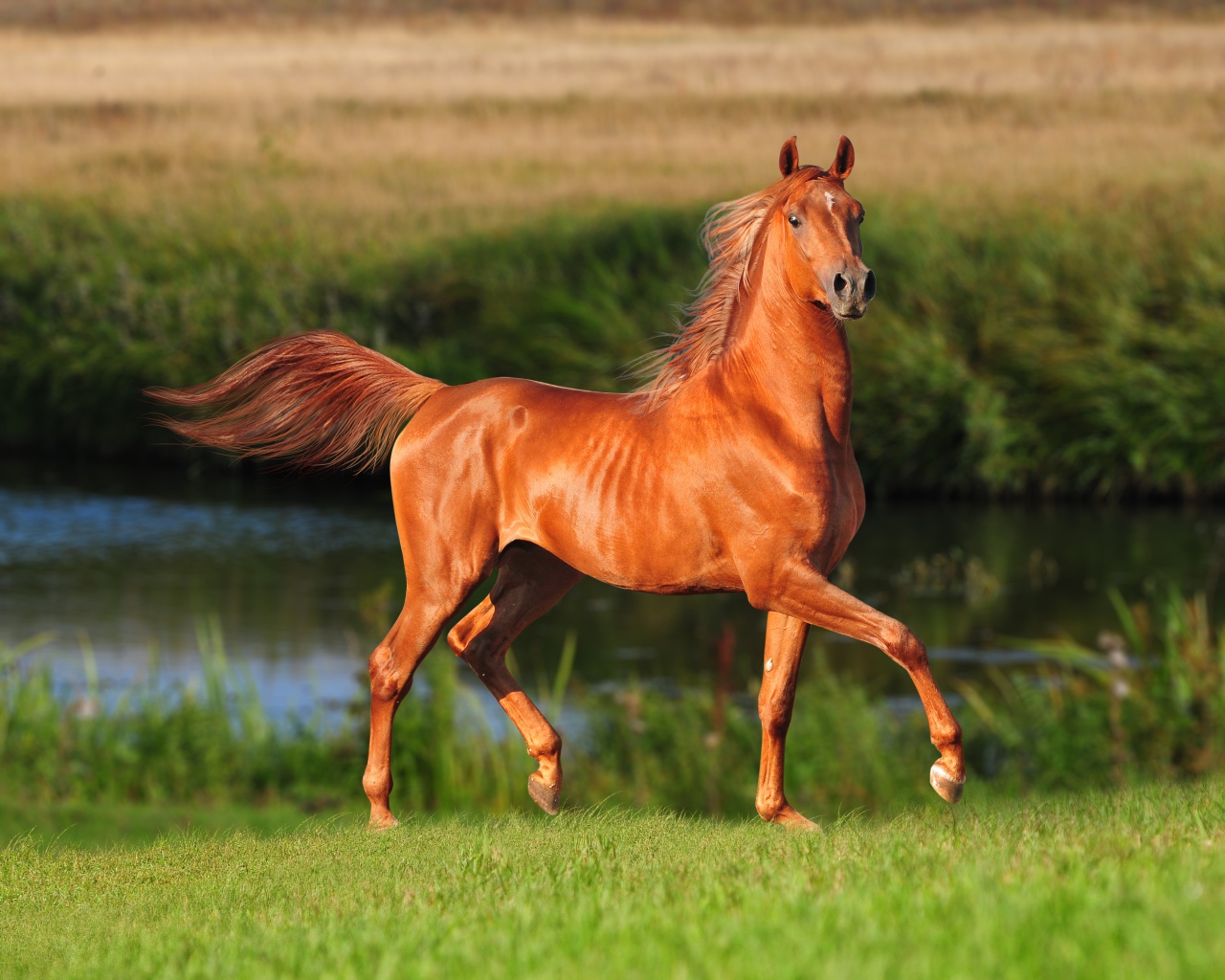 Грациозная коричневая лошадь у реки