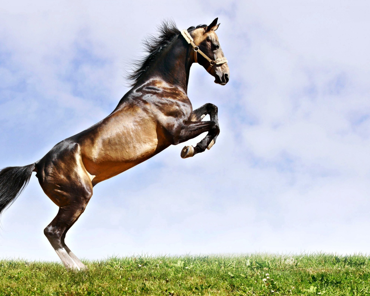 Прыжок красивого коня на зеленой траве