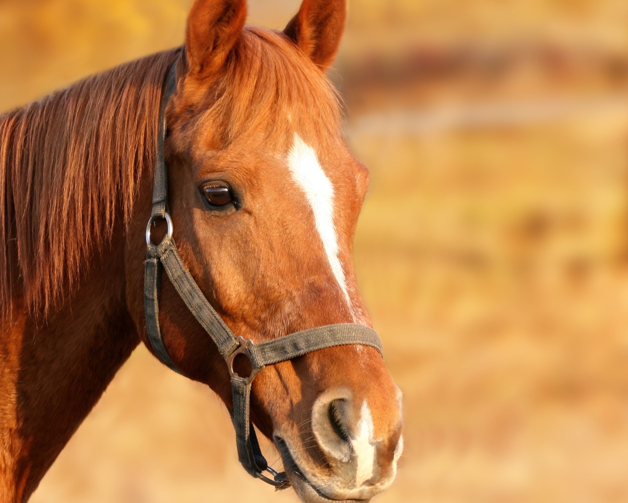 Морда коричневой лошади