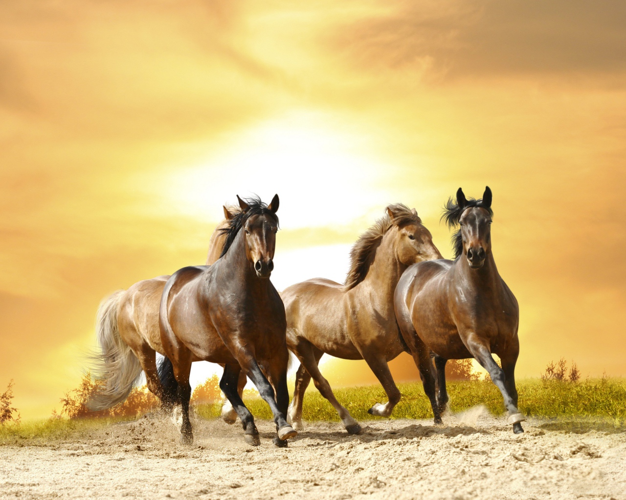 Табун лошадей скачет на закате солнца