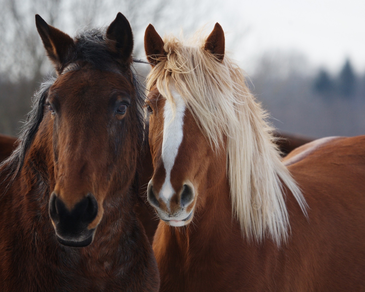 Две красивые коричневые лошади 
