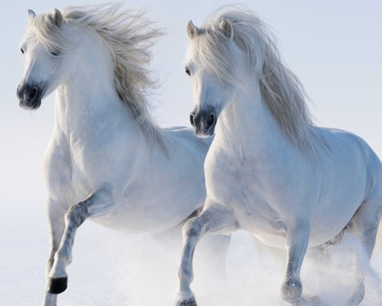 Two beautiful white horses run through the snow
