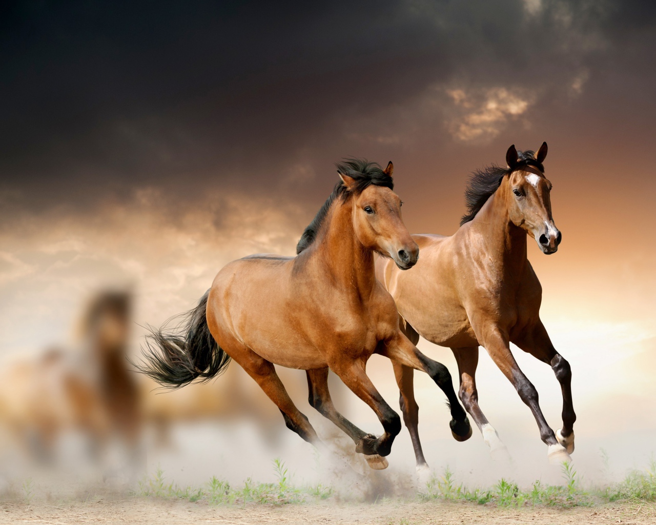 Две коричневые лошади скачут по полю
