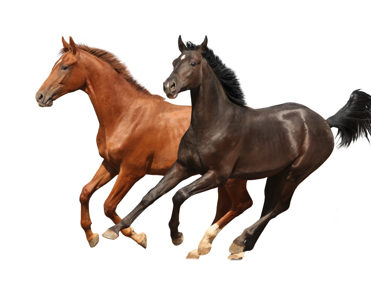 Две коричневых лошади скачут на белом фоне