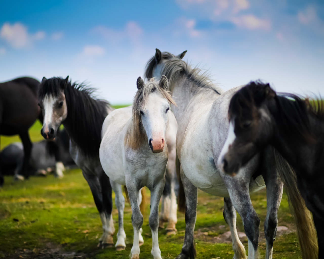 Белые и черные лошади на зеленом лугу