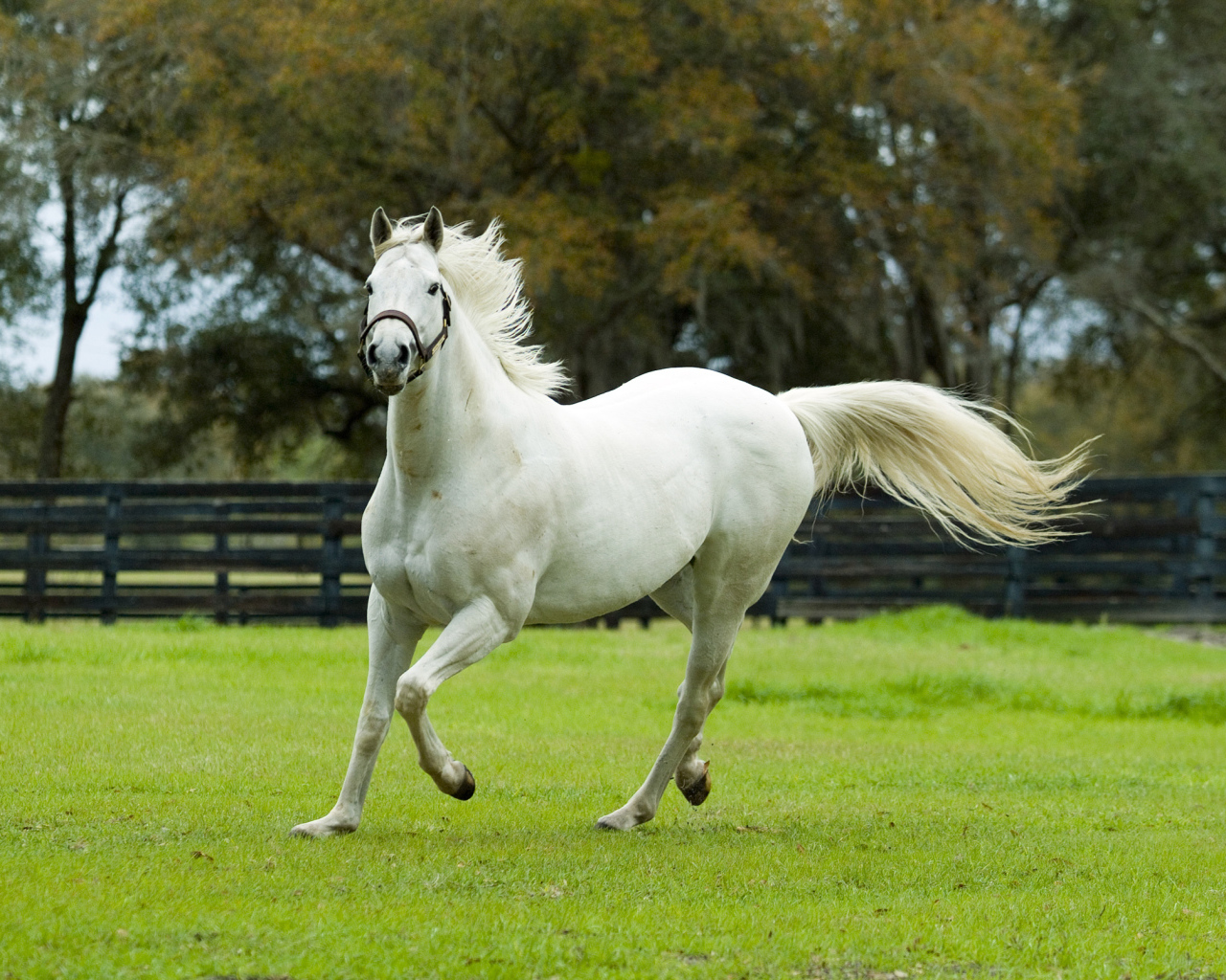 Белая красивая лошадь скачет по зеленой траве