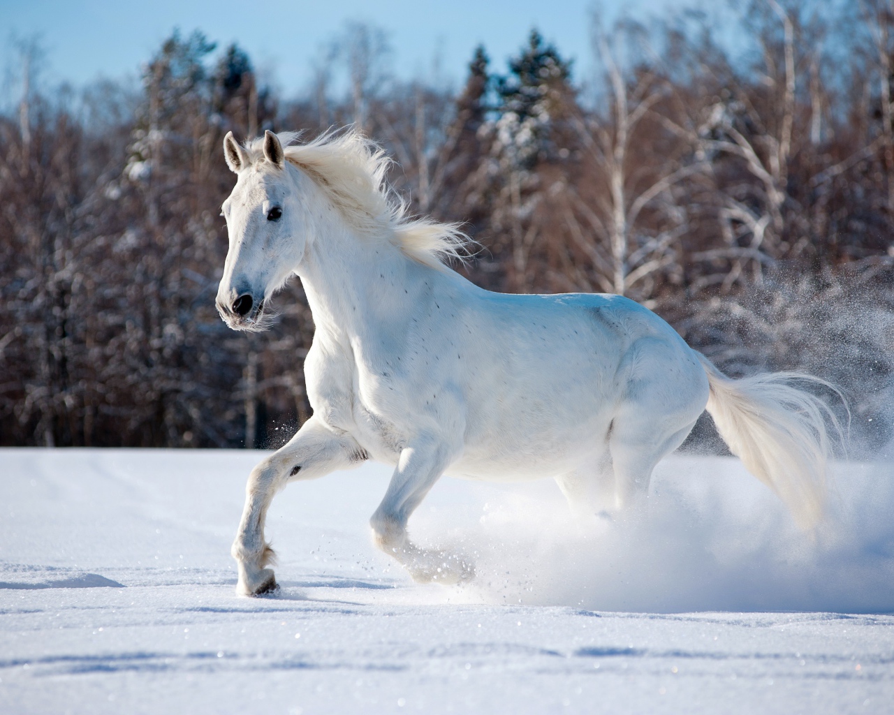 Белый конь скачет по заснеженному лесу