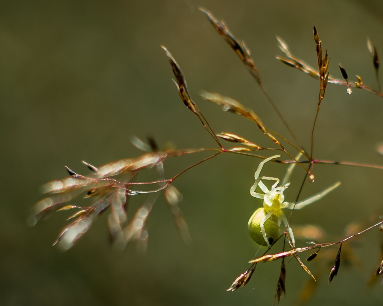Зеленый паук висит на колоске