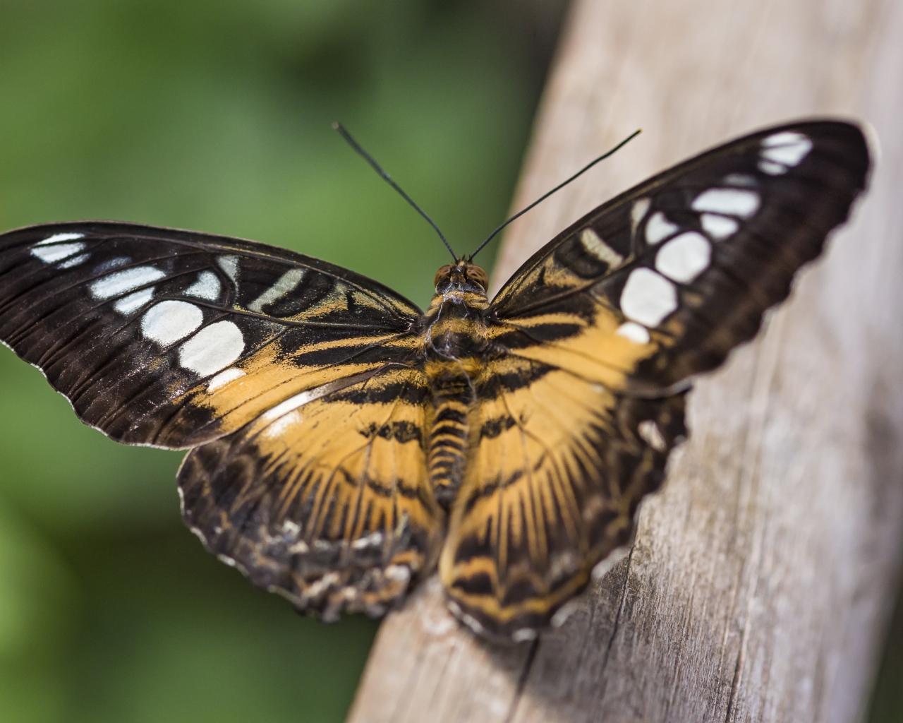 Большая бабочка сидит на дереве