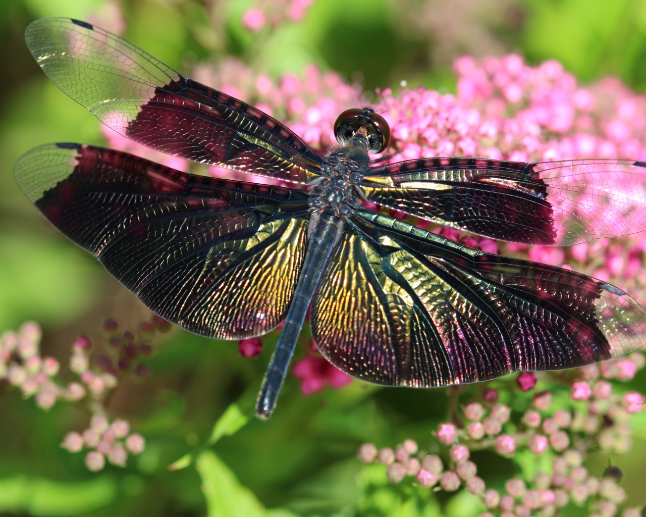 Большая стрекоза сидит на розовом цветке