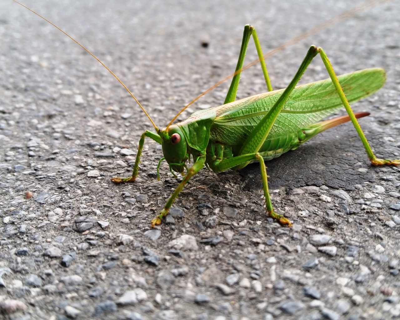Большой зеленый кузнечик сидит на асфальте