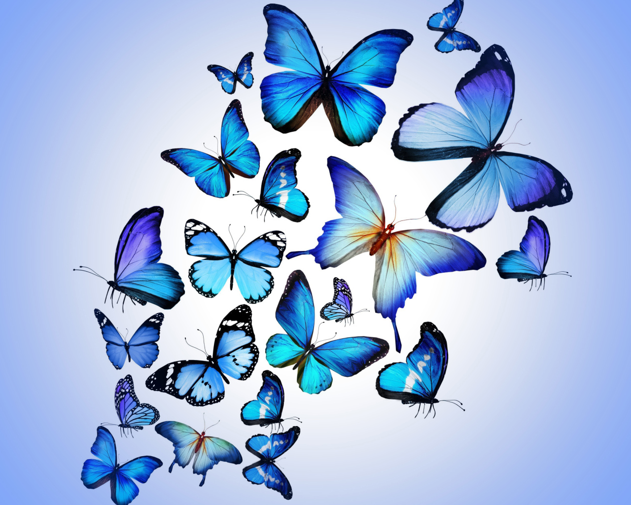 Много синих бабочек на голубом фоне