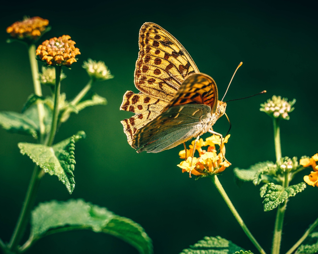 Красивая бабочка на оранжевом цветке
