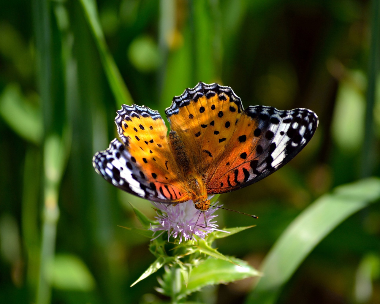 Красивая бабочка сидит на цветке чертополоха