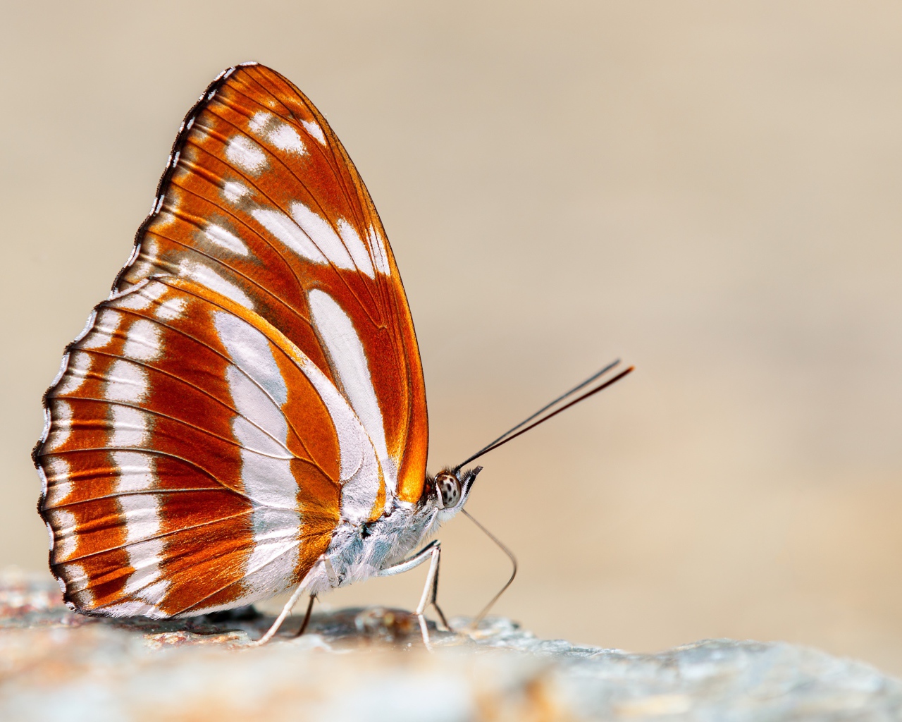 Красивая разноцветная бабочка крупным планом