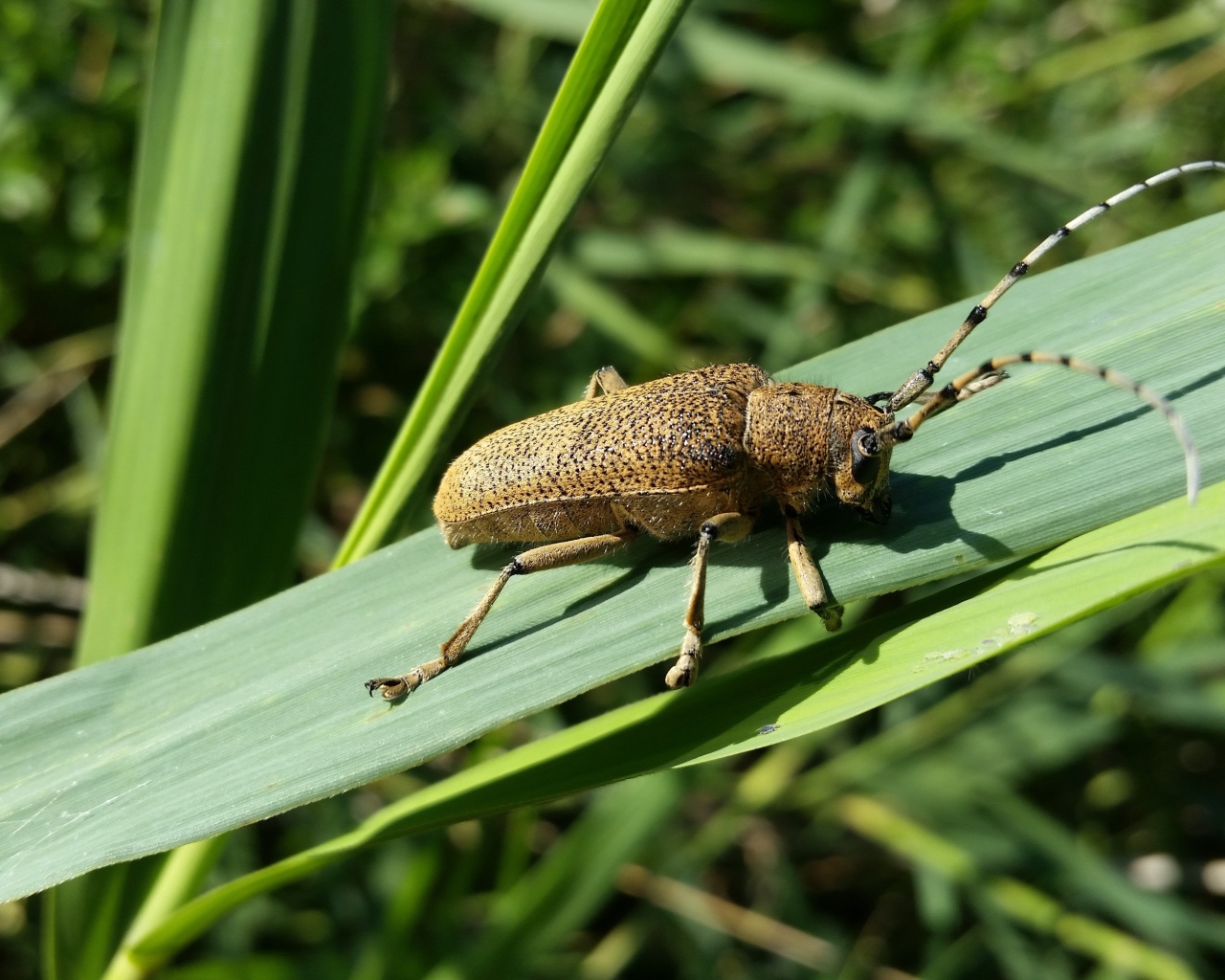 Большой жук скрипун на зеленом листе