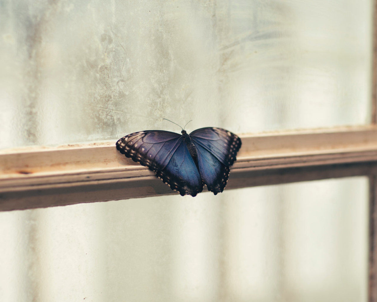 Голубая бабочка на окне