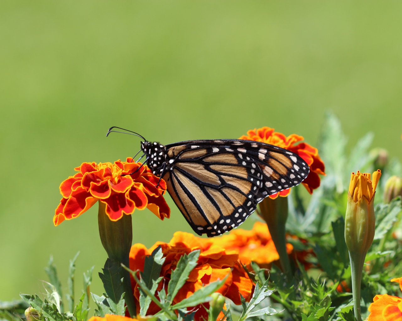 Бабочка монарх на цветке 