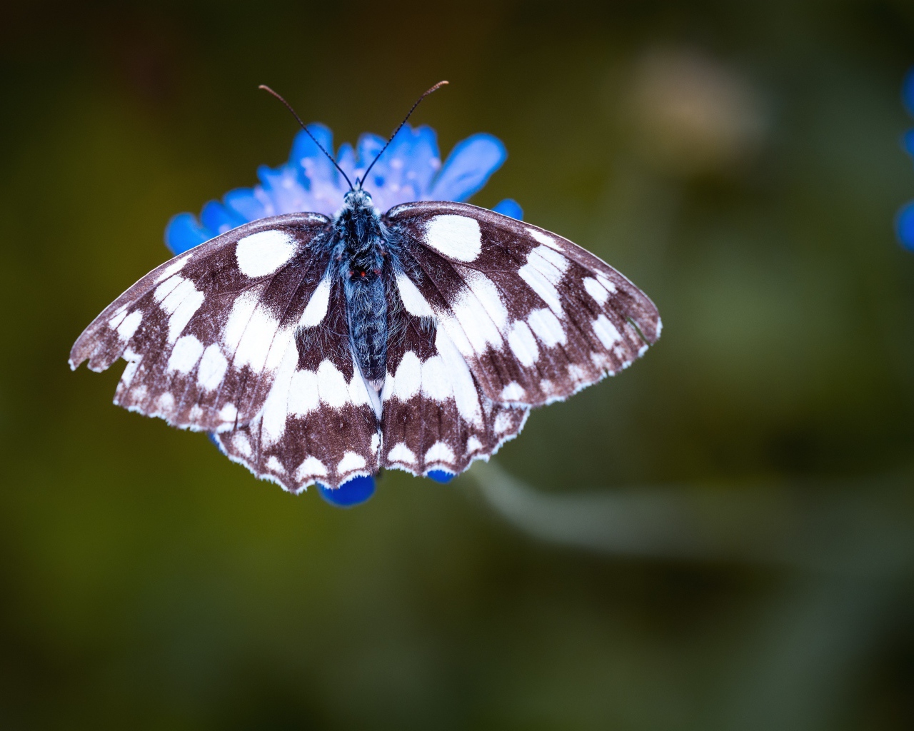 Бабочка на синем цветке крупным планом