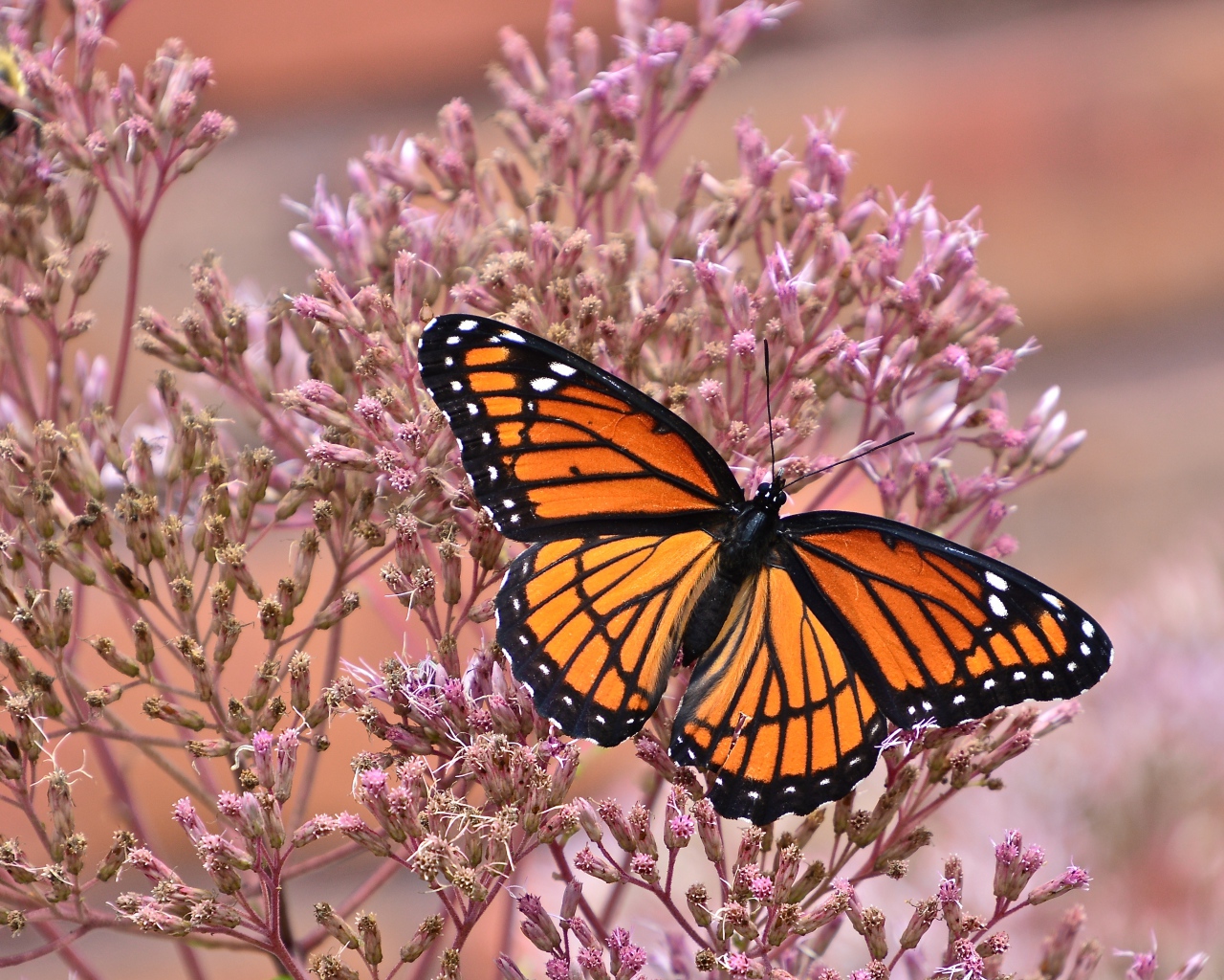 Бабочка на розовом цветке крупным планом