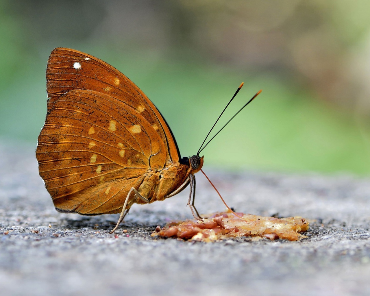 Бабочка на асфальте крупным планом