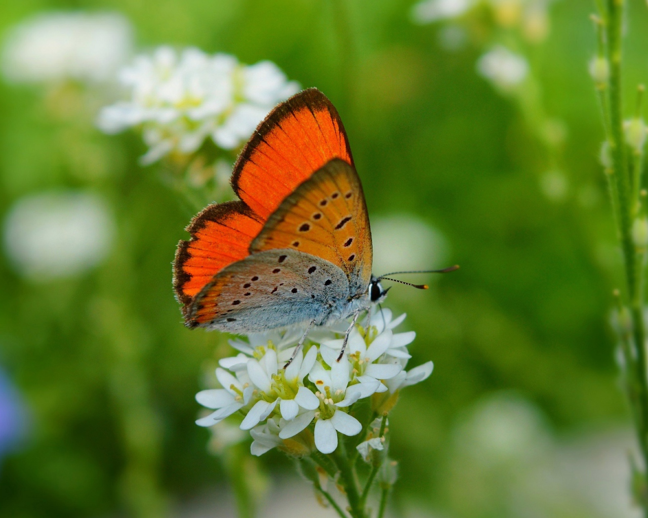 Бабочка сидит на белом цветке
