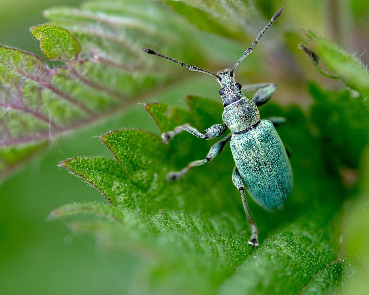 Зеленый жук листовой долгоносик крупным планом