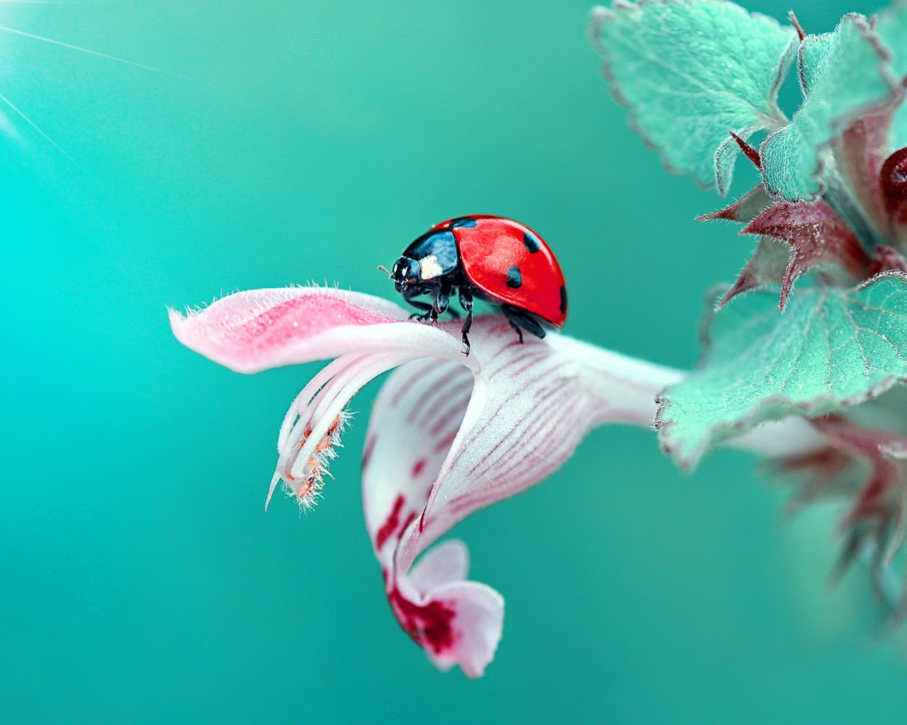 Божья коровка сидит на красивом цветке