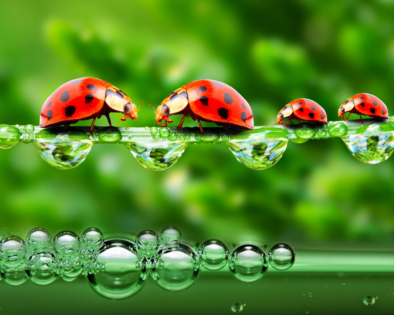 Божьи коровки на травинке с росой
