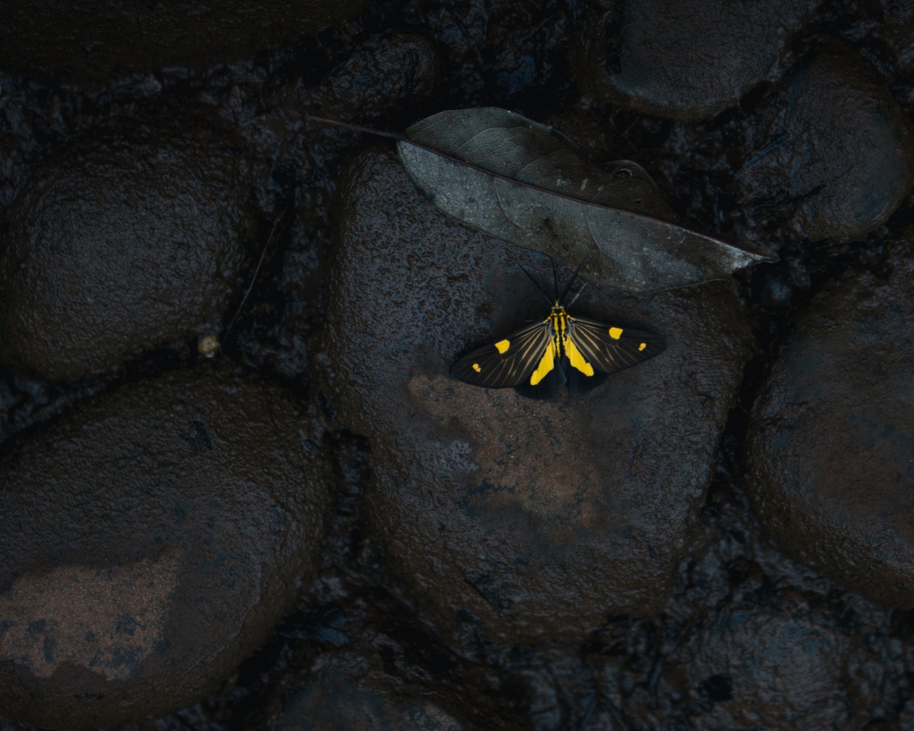 Маленькая бабочка на мокрых черных камнях