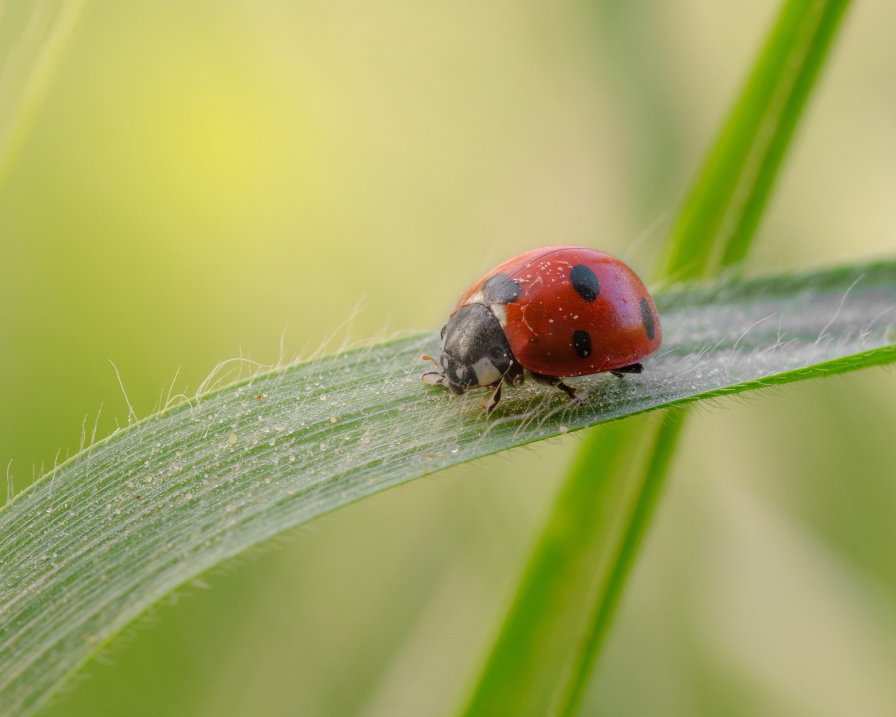 Маленькая божья коровка на зеленой траве 