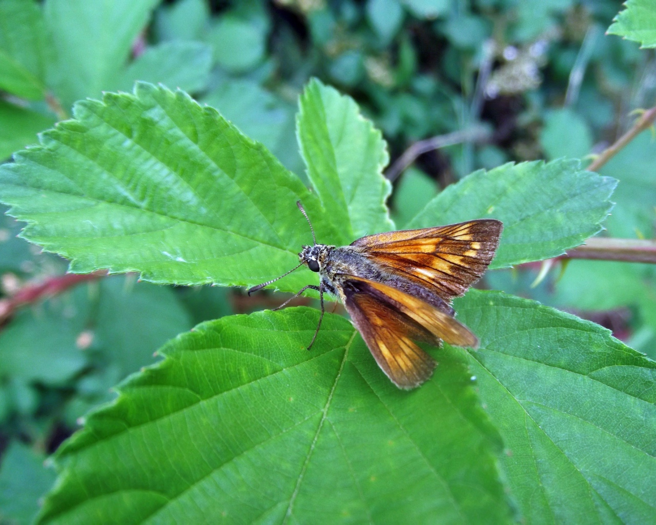 Мотылек на зеленом листе крупным планом